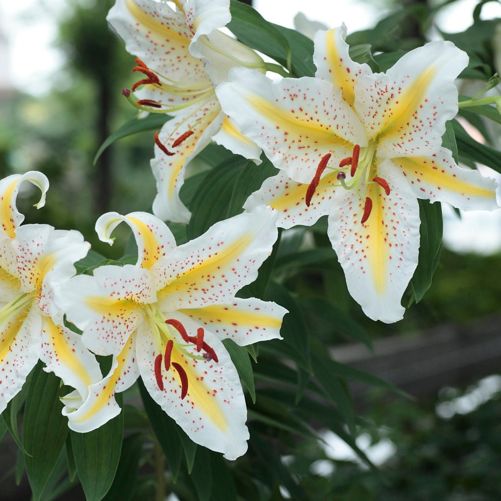 秋植え球根もはじまります - 名古屋園芸