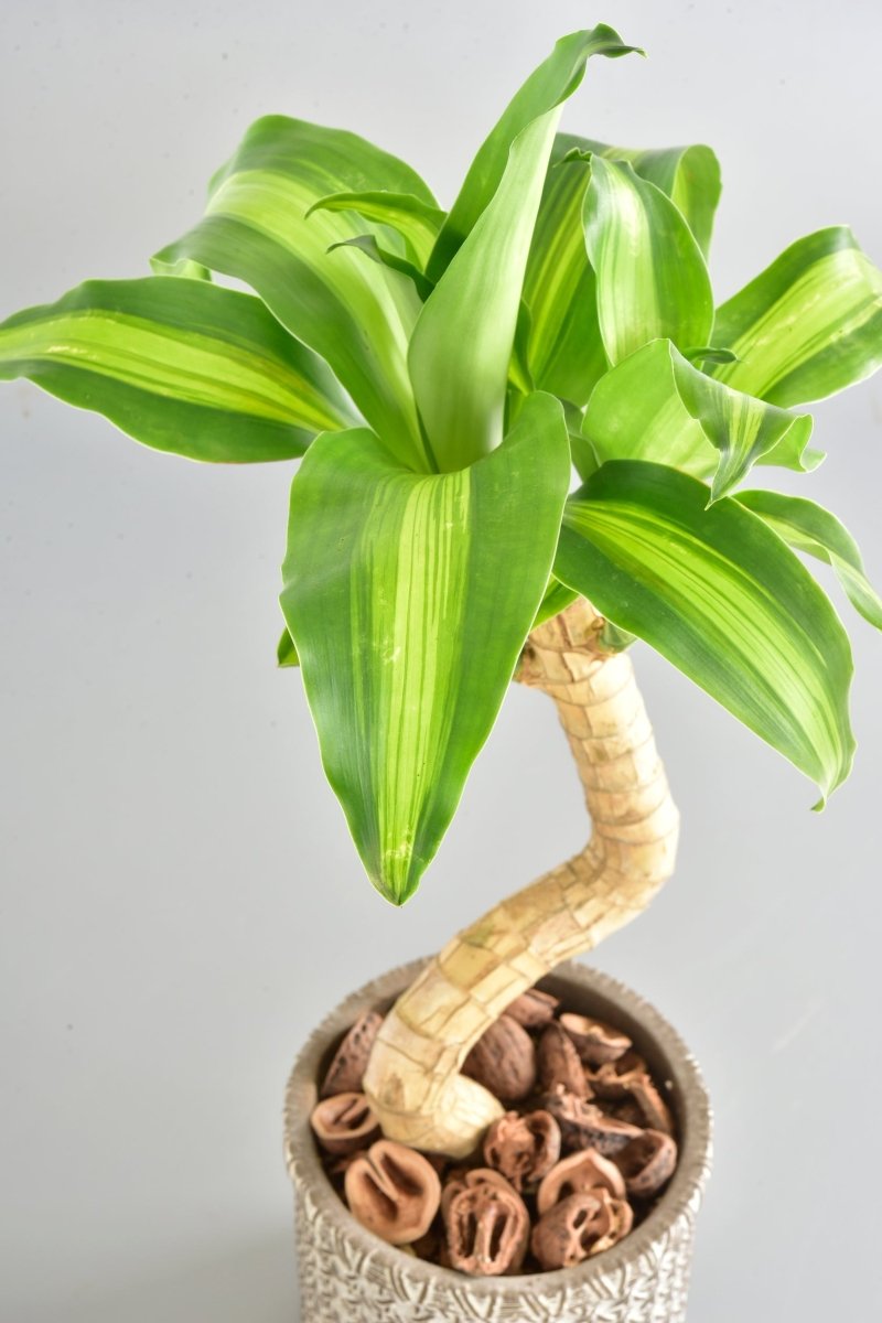 グリーンをもっと楽しむ!植え替えと剪定のコツ - 名古屋園芸