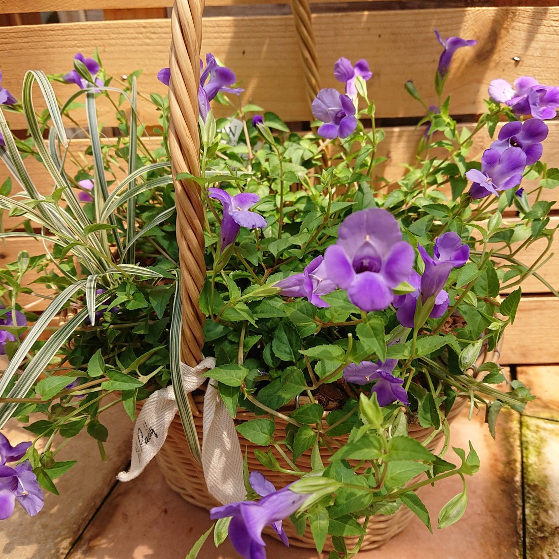 夏を諦めない!!暑さに負けない夏の花 『スーパートレニアカタリーナ』シリーズ - 名古屋園芸