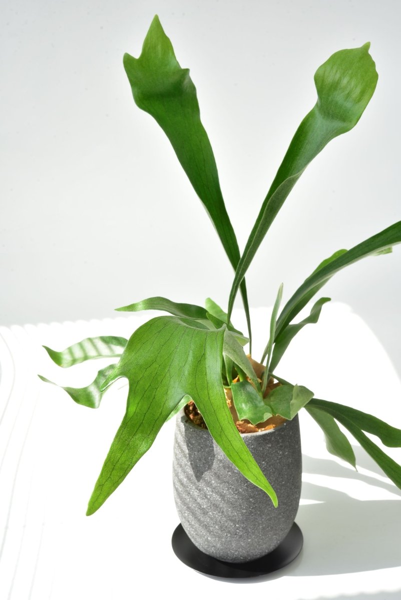 植物好きのお父さんへ 父の日に心安らぐビカクシダ - 名古屋園芸