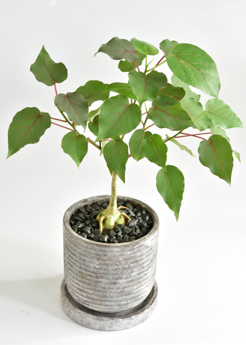 グリーンだけじゃない!個性を楽しむ観葉植物 - 名古屋園芸