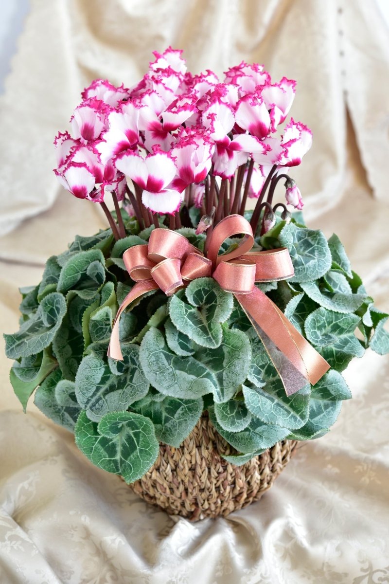 シクラメン カゴセット L(色おまかせ) - 名古屋園芸