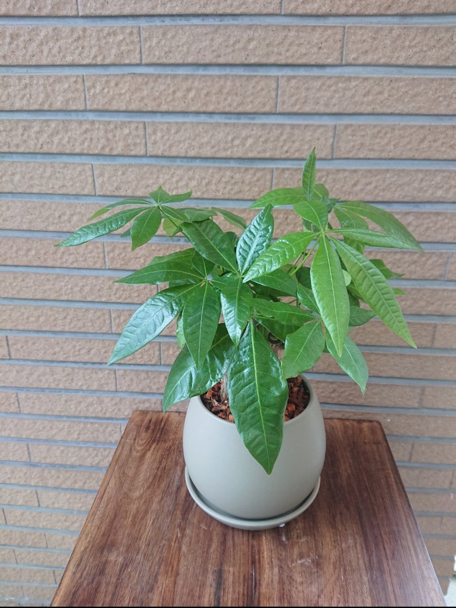 パキラ陶器鉢入 - 名古屋園芸