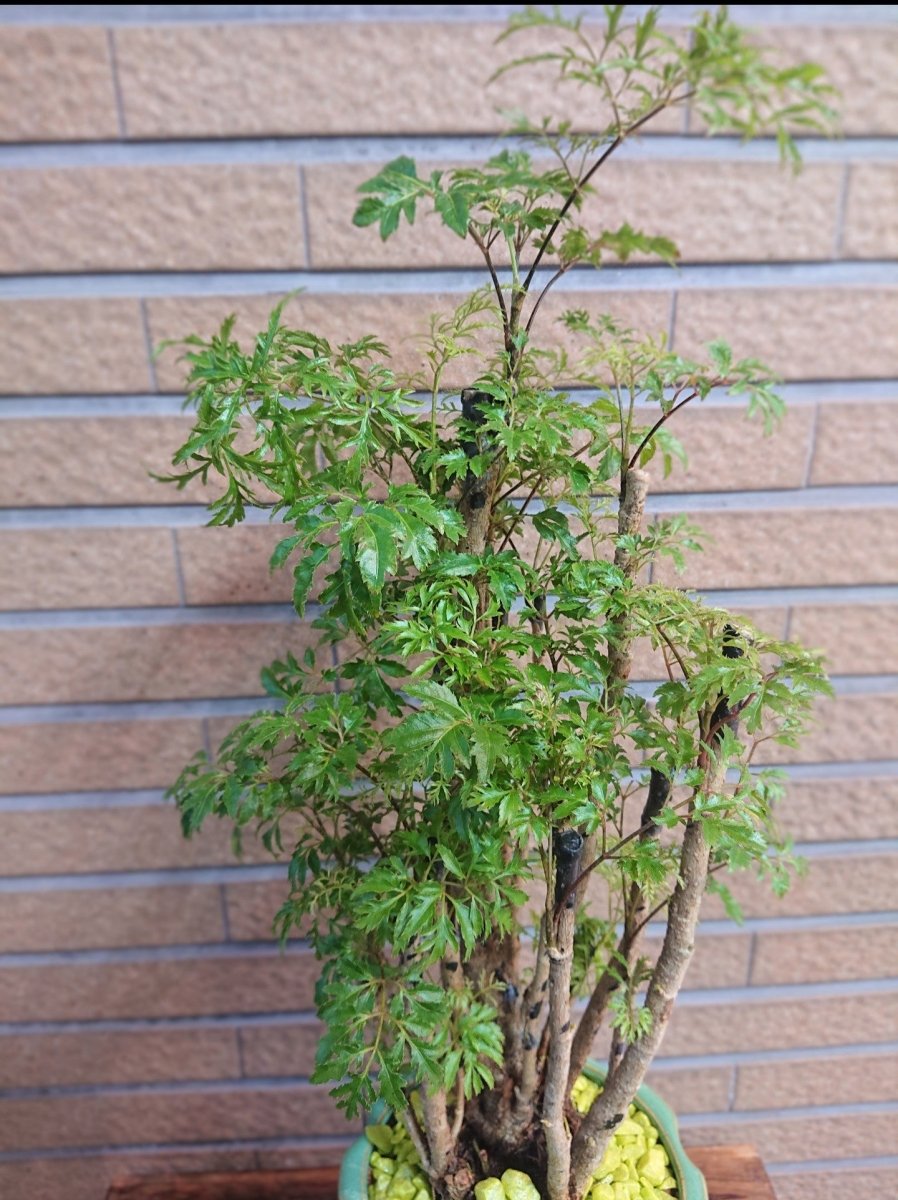 ポリシャス陶器鉢入 - 名古屋園芸