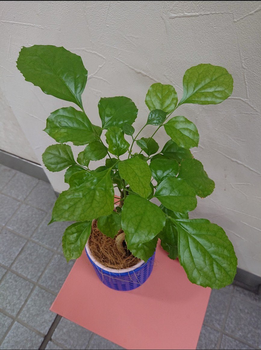 ヘテロパナックス鉢カバー付 - 名古屋園芸