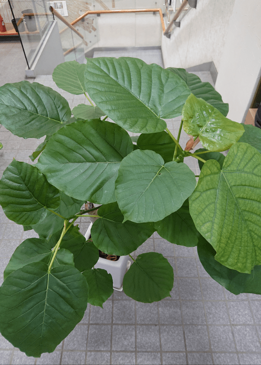 ウンベラータ陶器鉢入 - 名古屋園芸