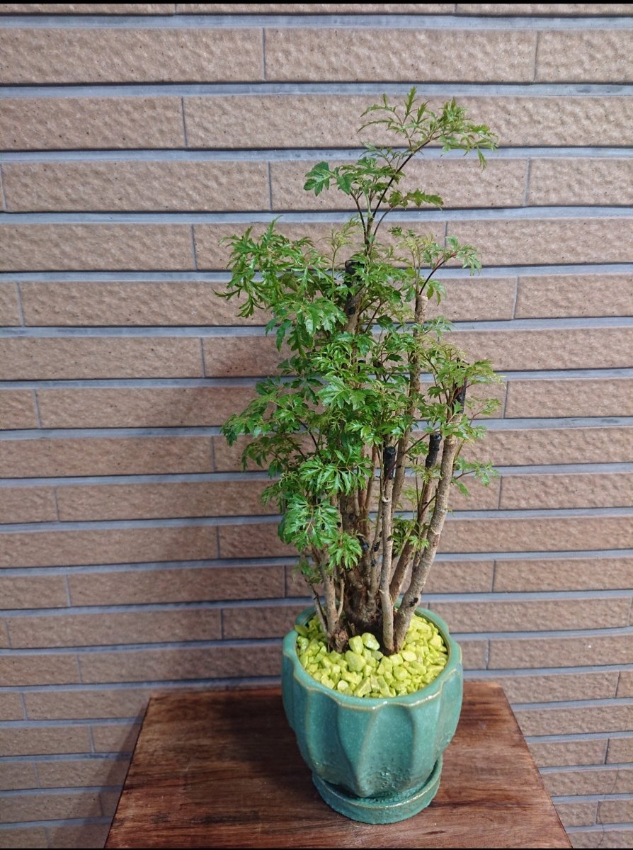 ポリシャス陶器鉢入 - 名古屋園芸