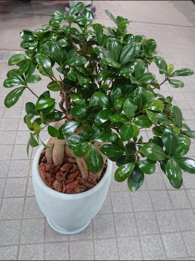 ガジュマル陶器鉢入 - 名古屋園芸