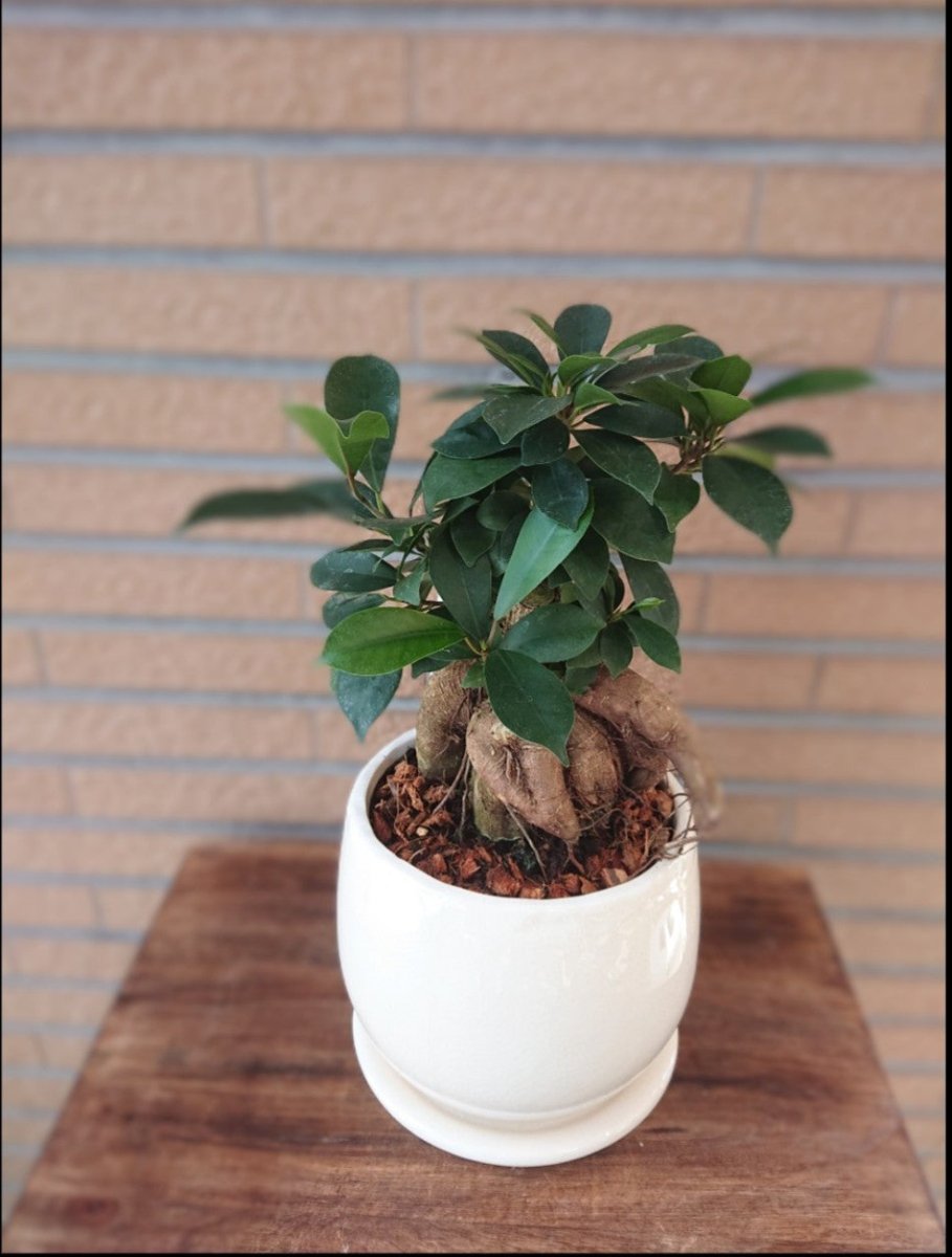 ガジュマル陶器鉢入