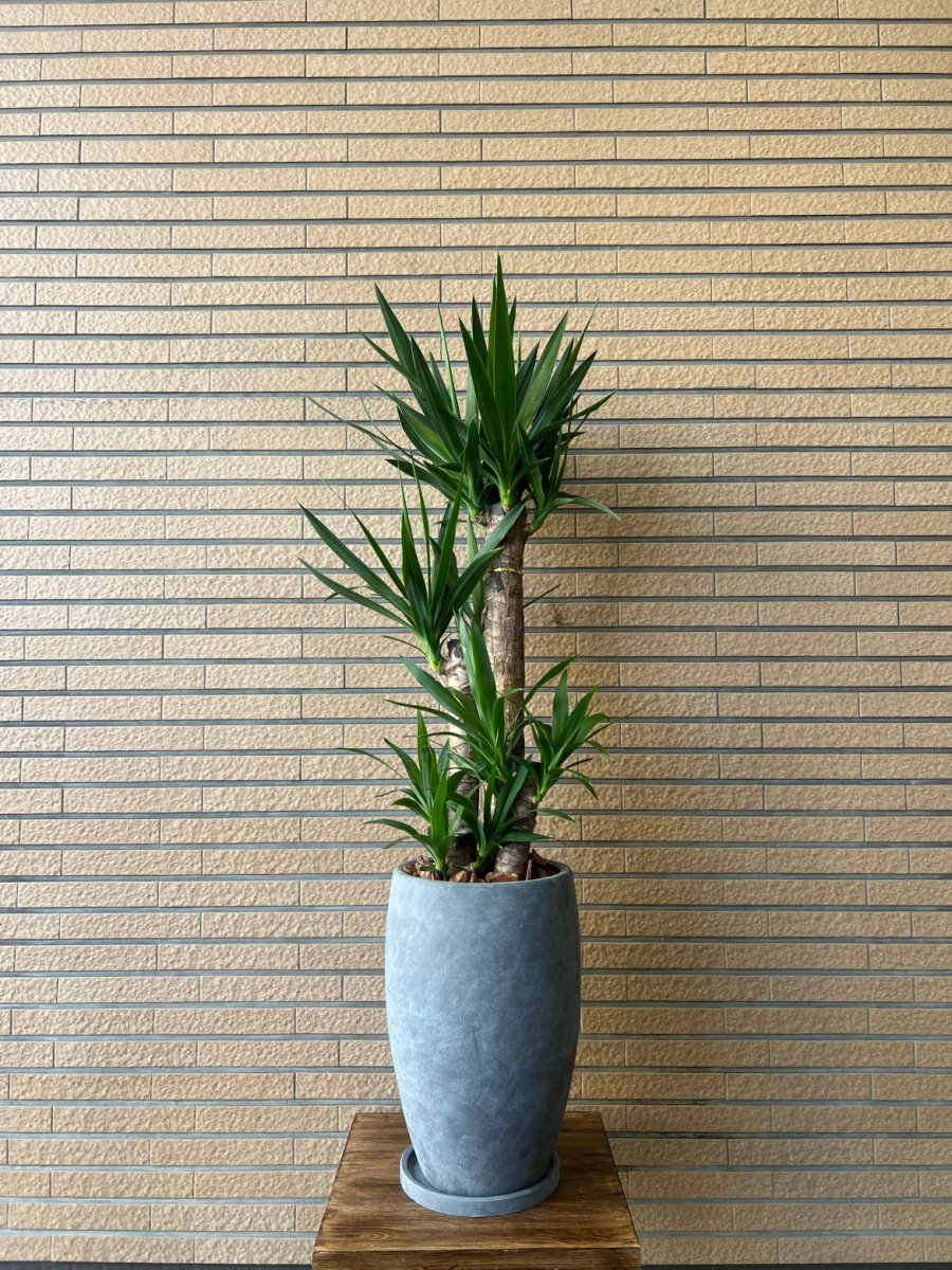 ユッカ エレファンティペス グレー陶器鉢 皿付 - 名古屋園芸