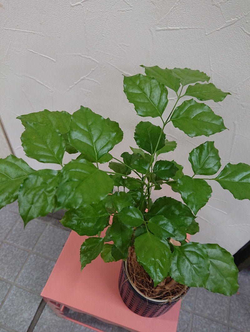 ヘテロパナックス鉢カバー付 - 名古屋園芸