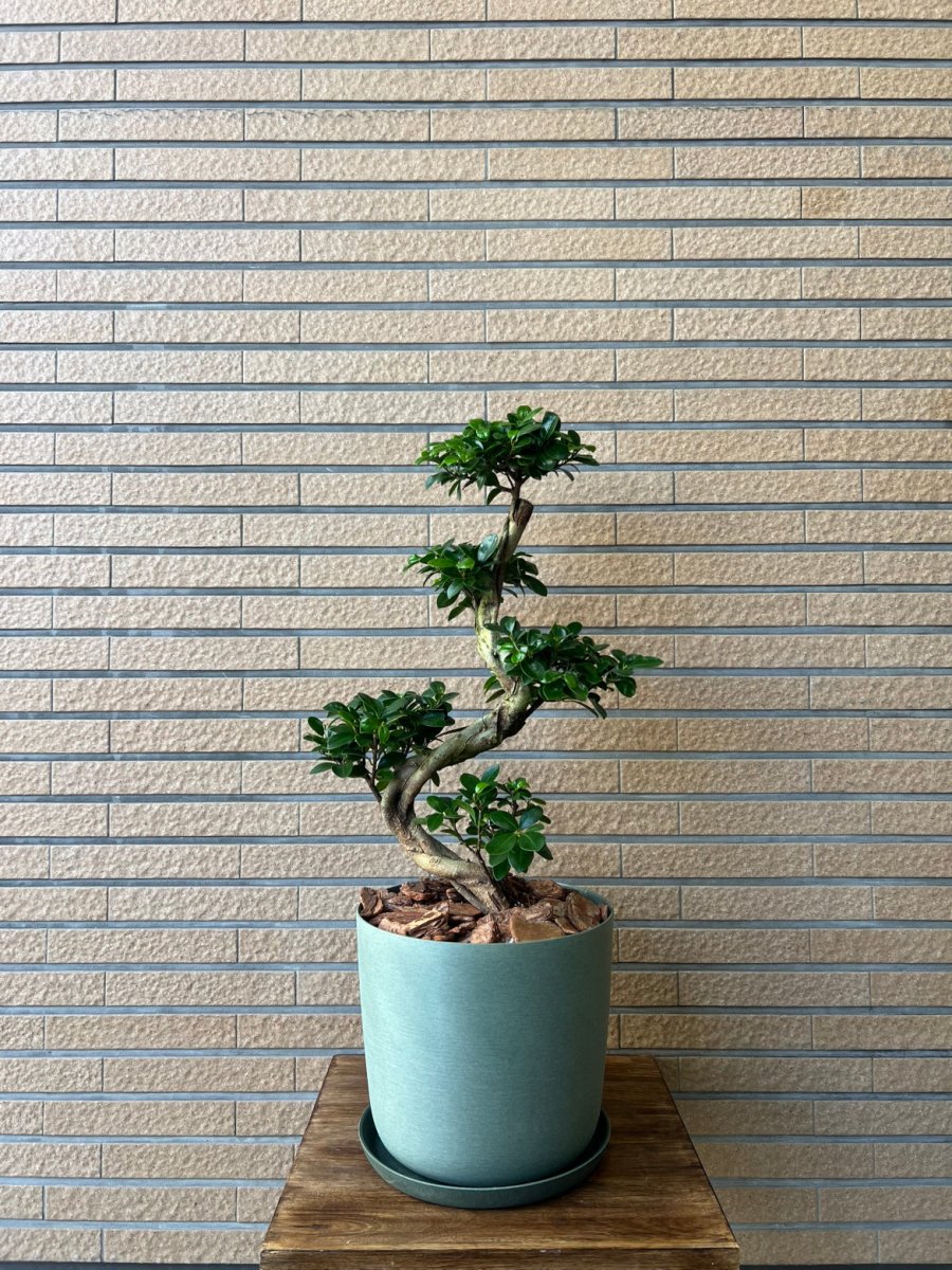 ガジュマル 樹脂鉢 受皿付