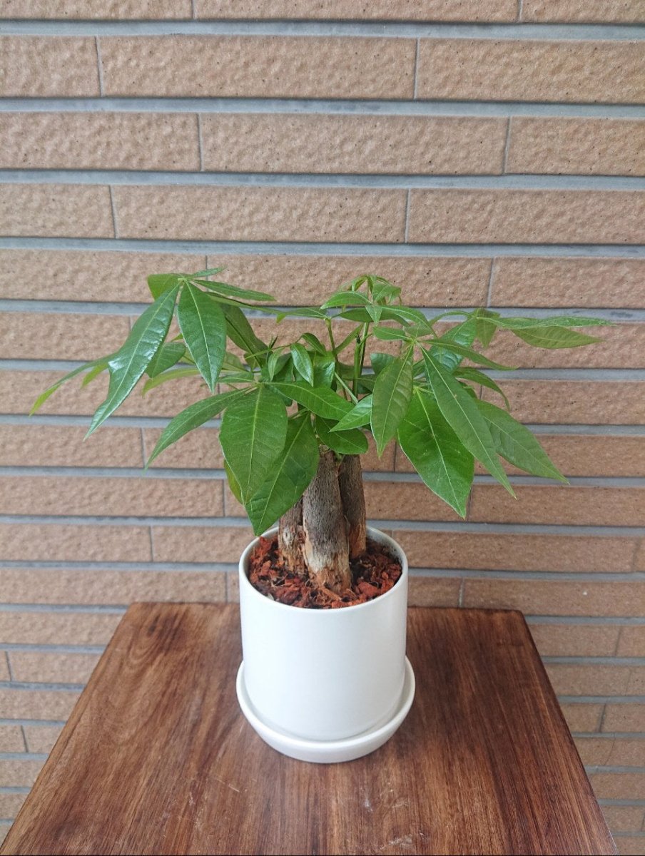 パキラ陶器鉢入