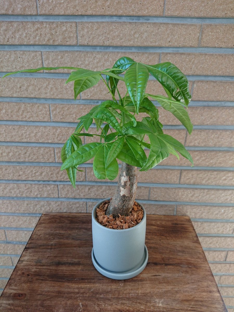 パキラ 陶器鉢入 - 名古屋園芸