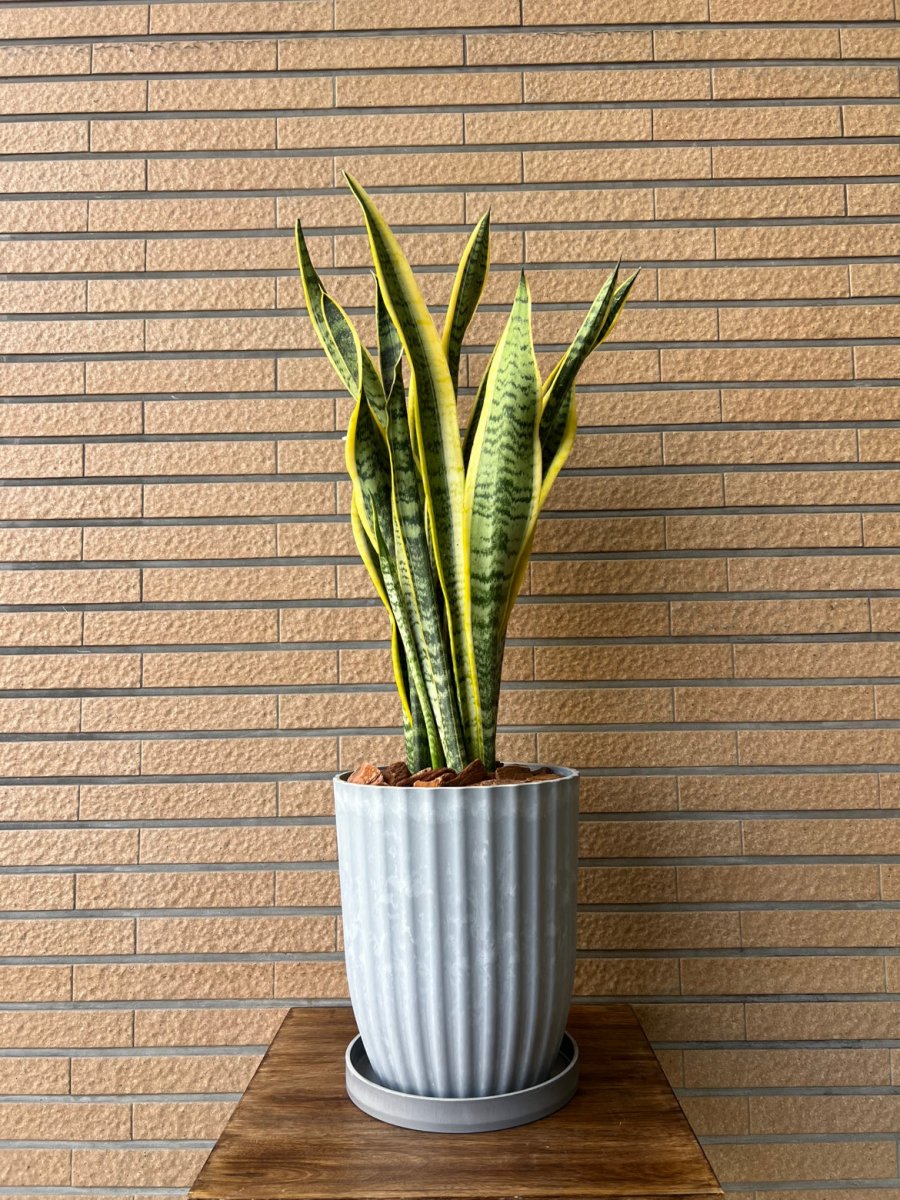 サンセベリア樹脂ポット皿付 - 名古屋園芸