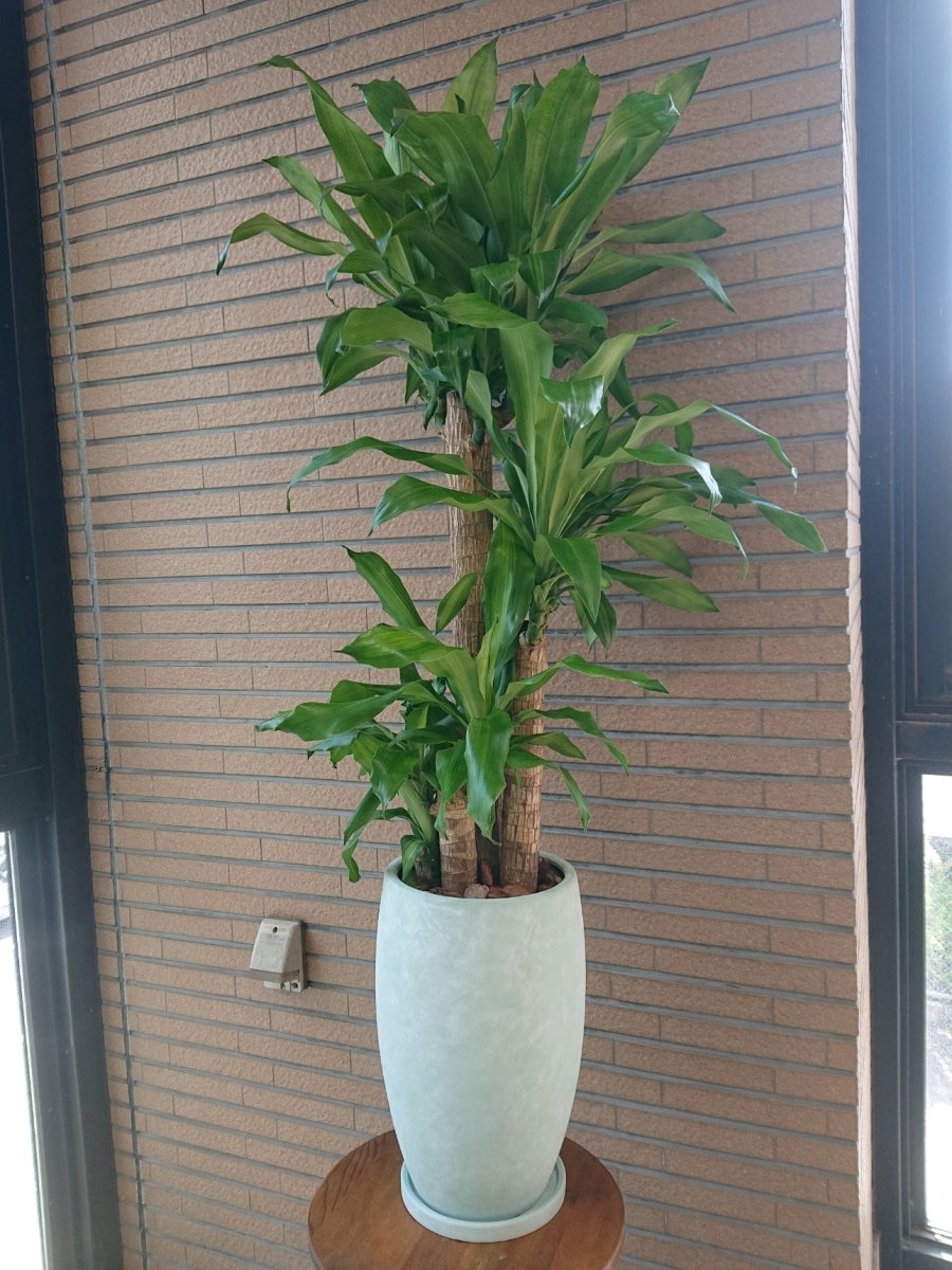 ドラセナ マッサンゲアナ 陶器鉢入 - 名古屋園芸