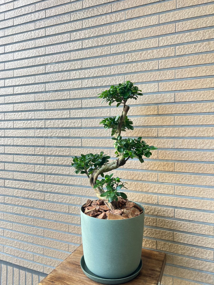 ガジュマル 樹脂鉢 受皿付 - 名古屋園芸