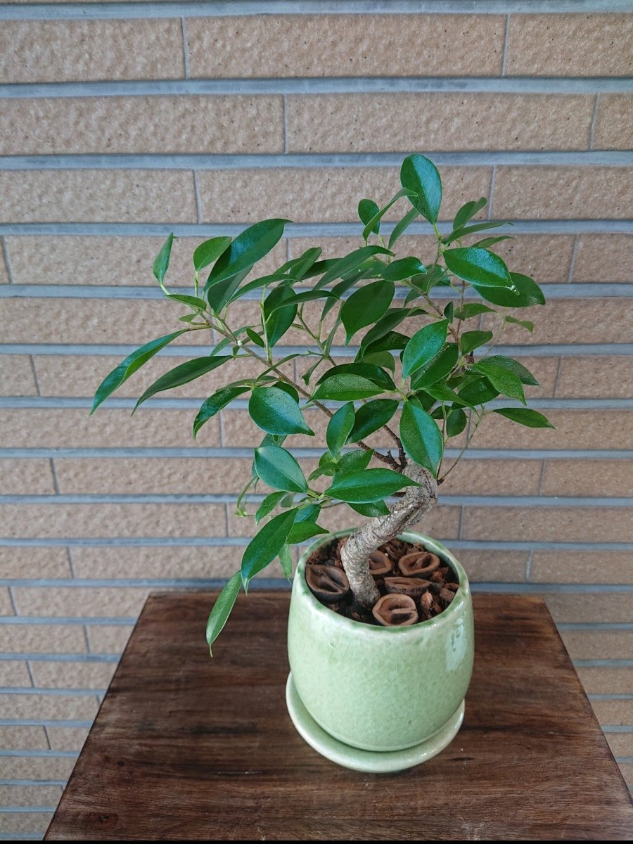 ガジュマル曲がり陶器鉢入 - 名古屋園芸