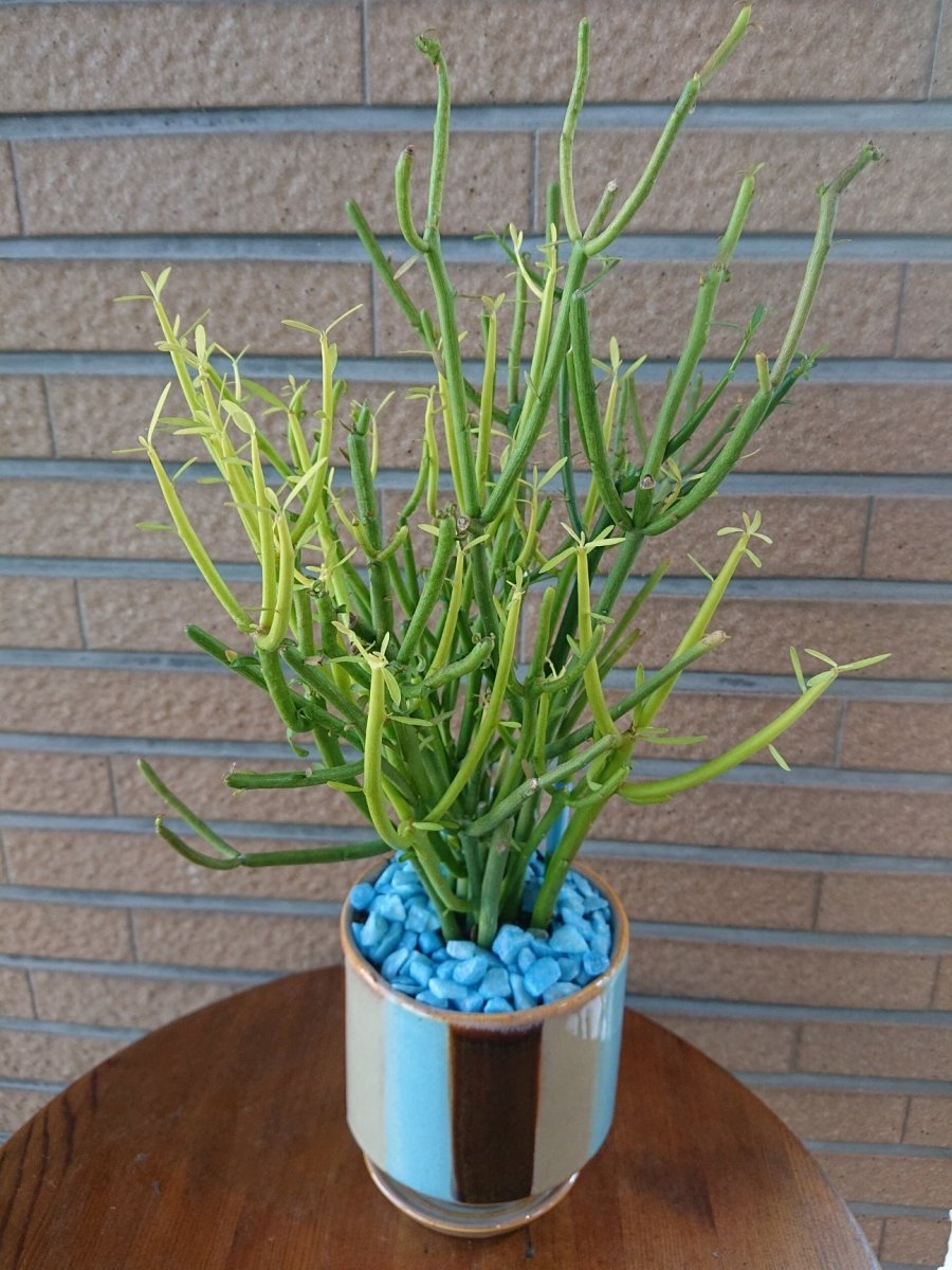 ミルクブッシュ 陶器鉢入 - 名古屋園芸
