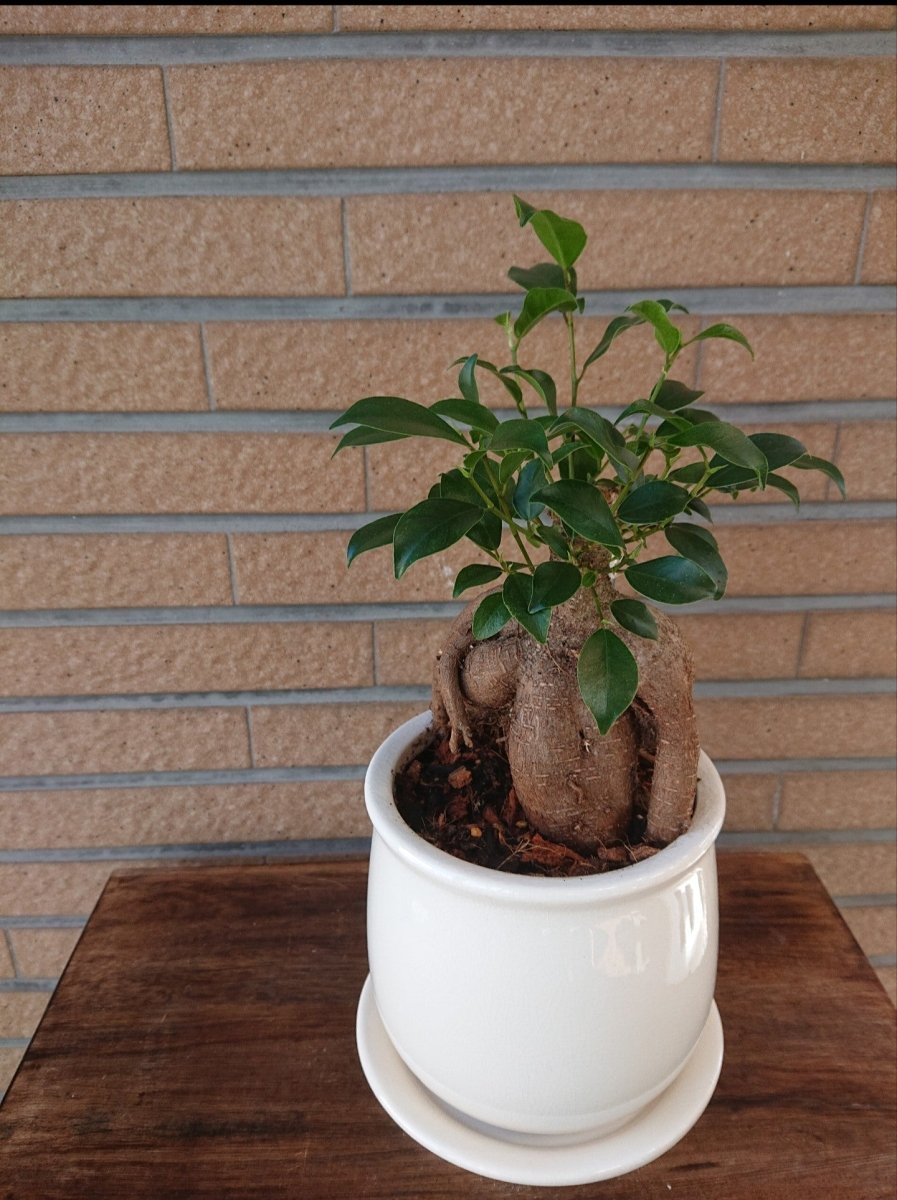 ガジュマル陶器鉢入