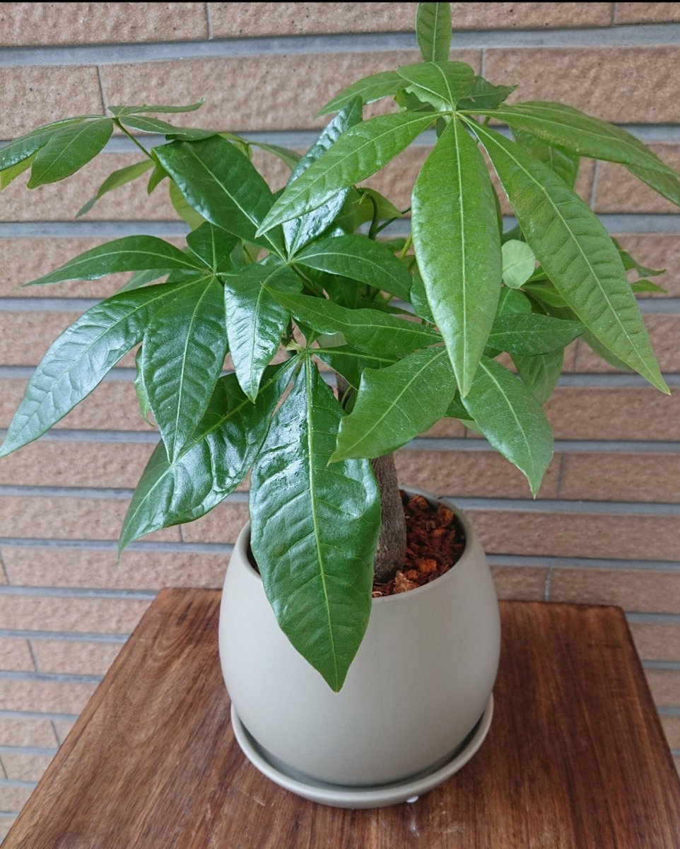 パキラ陶器鉢入 - 名古屋園芸