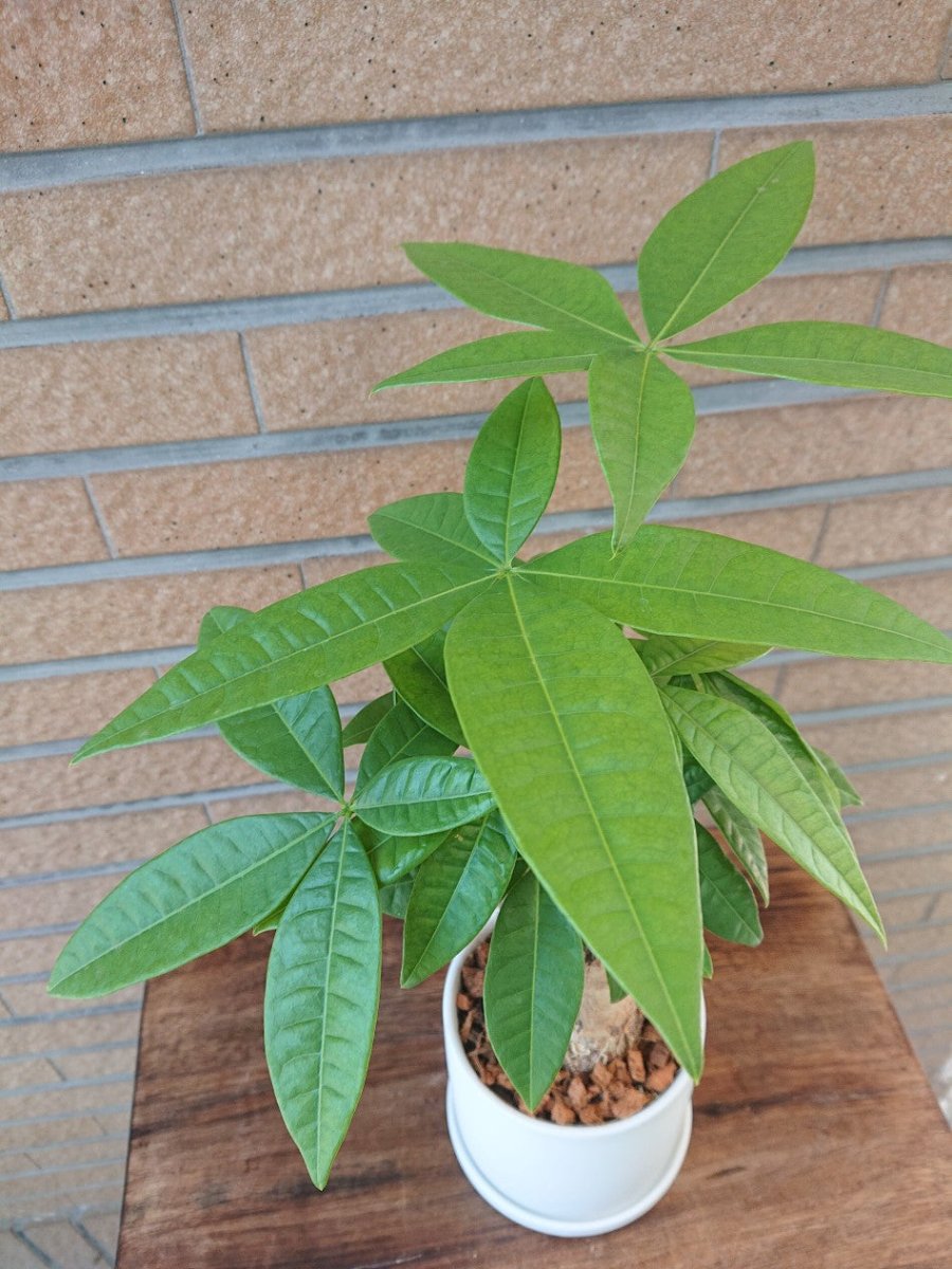 パキラ 陶器鉢入 - 名古屋園芸