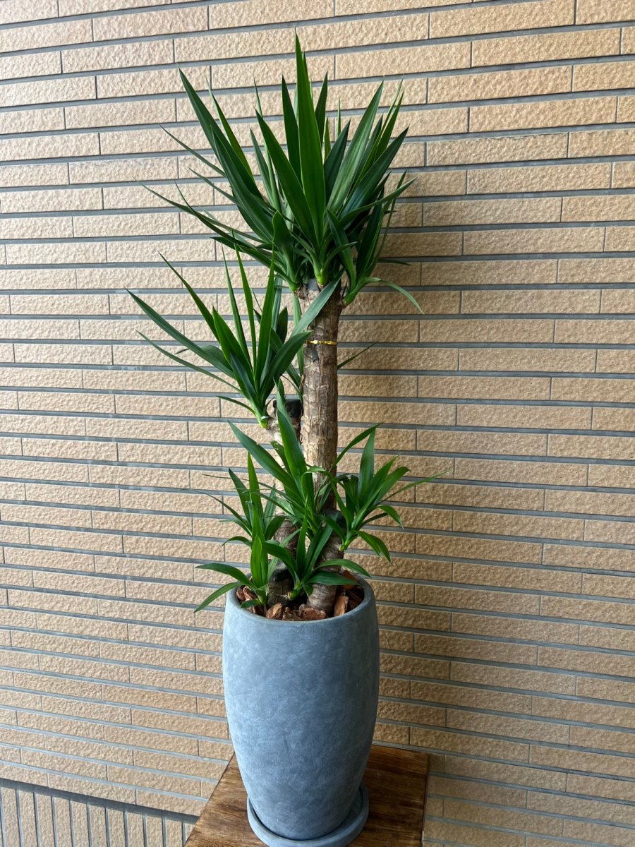 ユッカ エレファンティペス グレー陶器鉢 皿付 - 名古屋園芸