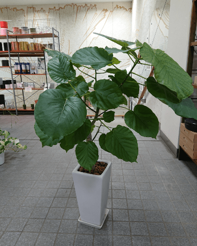 ウンベラータ陶器鉢入 - 名古屋園芸