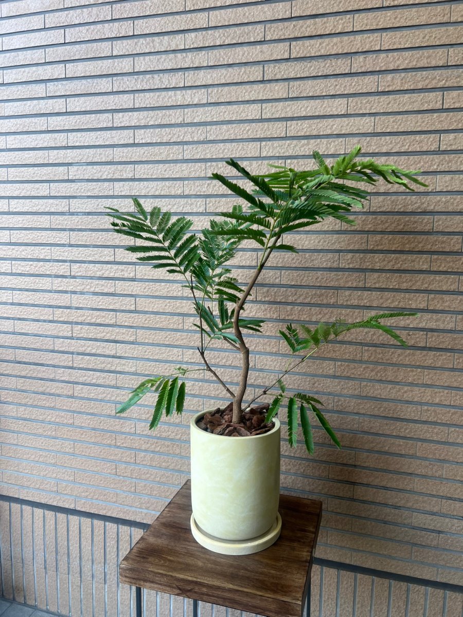 ネムノキ エバーフレッシュ ベージュ陶器鉢皿付 - 名古屋園芸