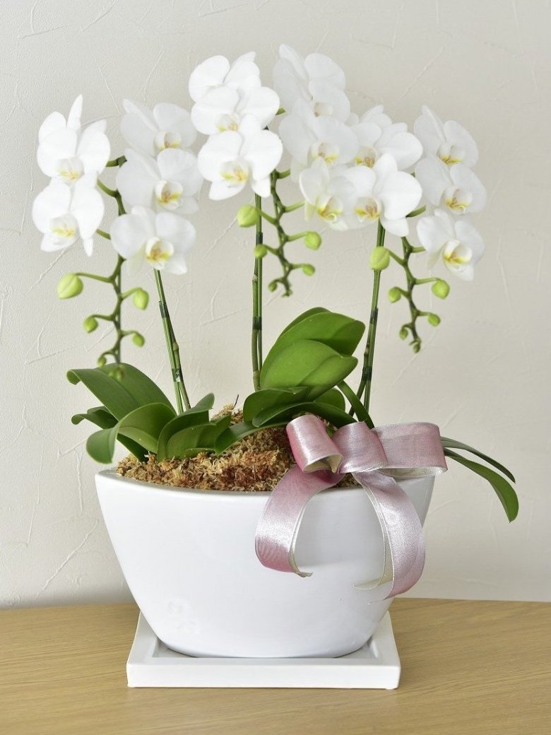 Midi Phalaenopsis Gathering 3 Stands