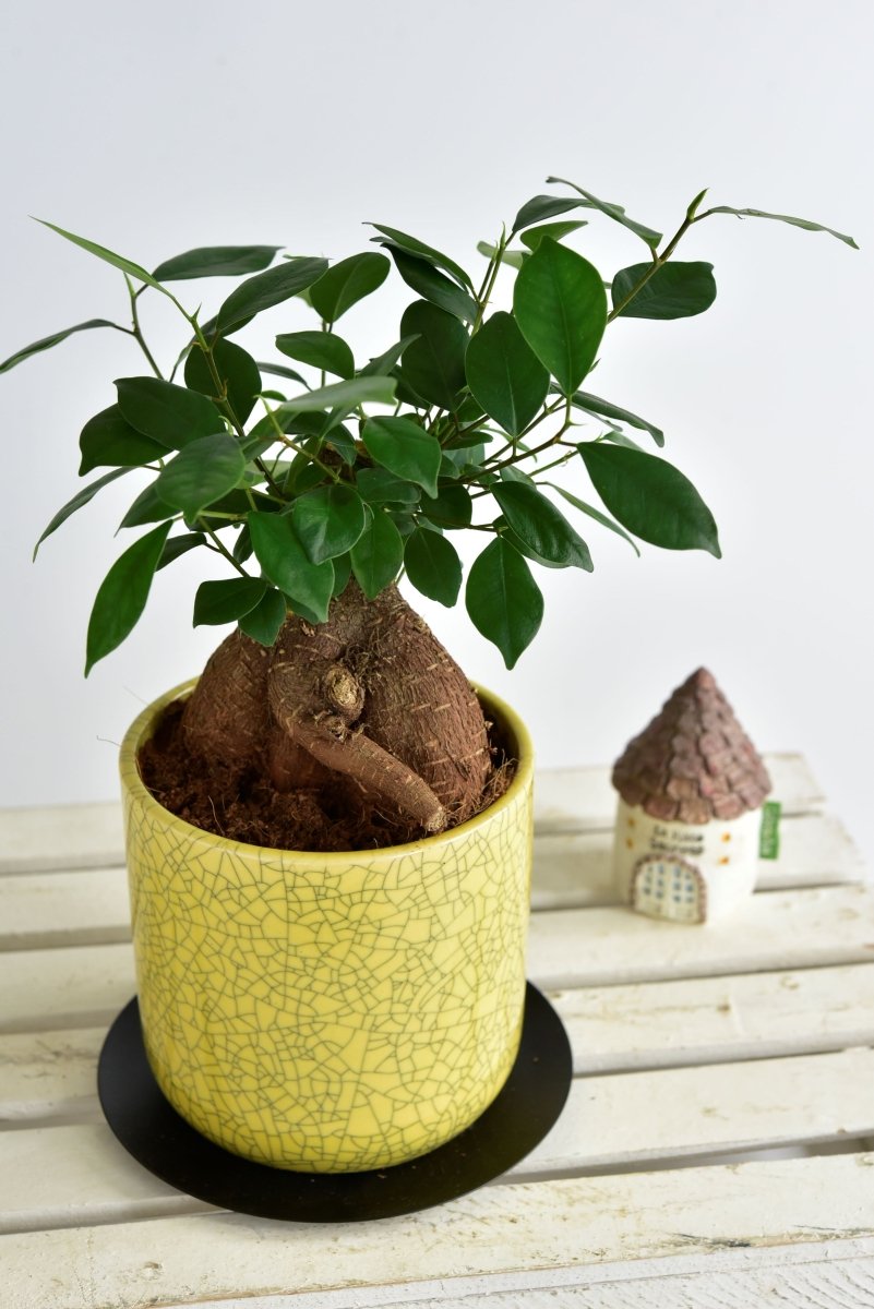 家具の上に置く観葉植物 - 名古屋園芸