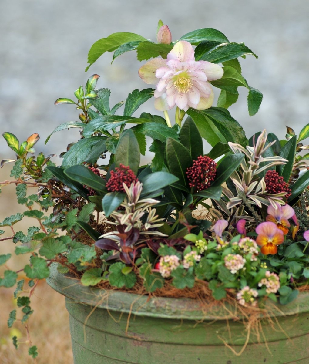 おてがる宿根草 クリスマスローズ