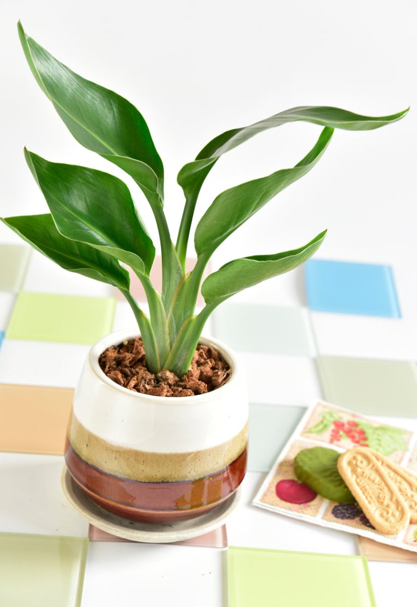 インドアグリーン『冬のケア』 - 名古屋園芸