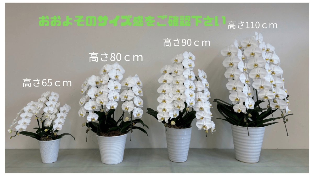 胡蝶蘭 白 3本立（高さ 約65cm × 幅 約38cm） - 名古屋園芸