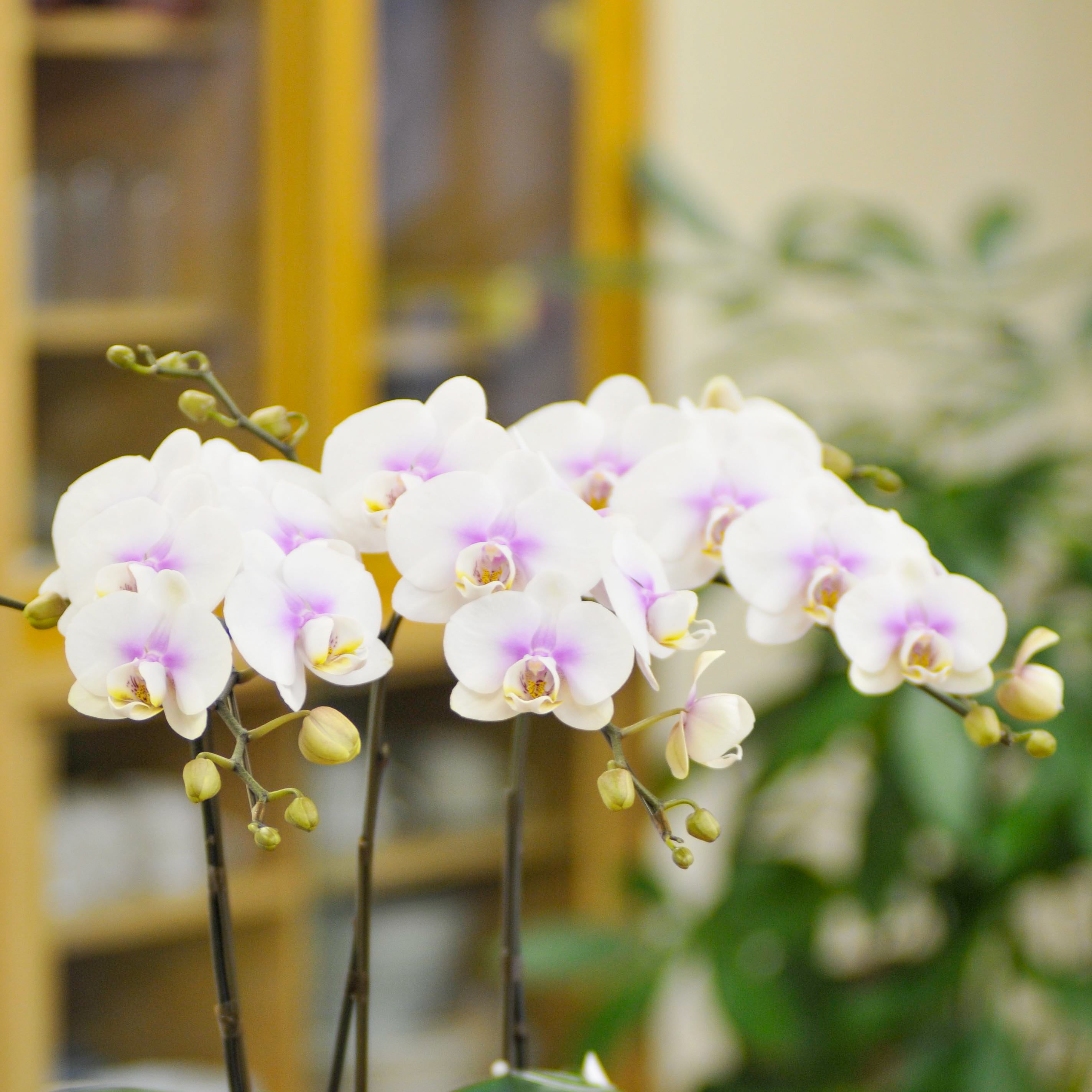 Nagoya Engei Online Shop || Phalaenopsis Bouquet Arrangement 