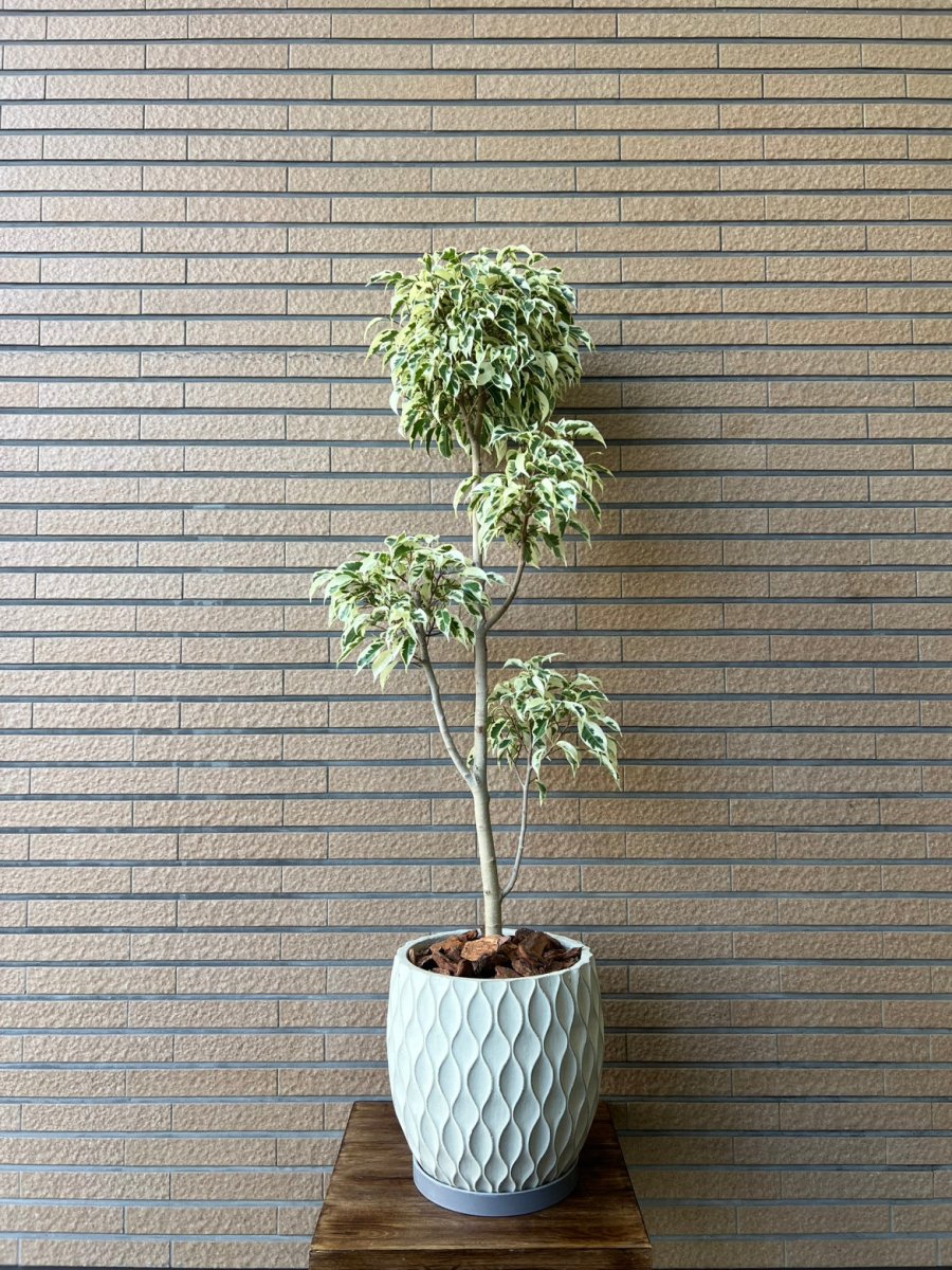 フィカス　ベンジャミナ　スターライト白陶器鉢　皿付　 - 名古屋園芸