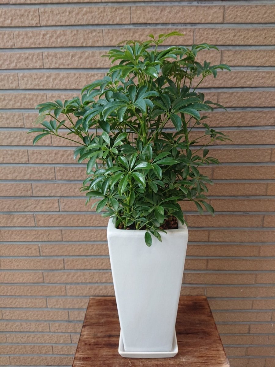 床置用観葉植物