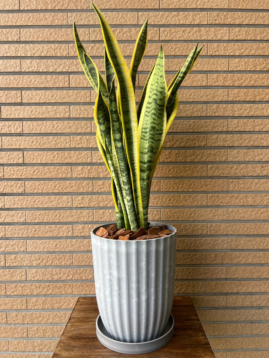 床置用観葉植物