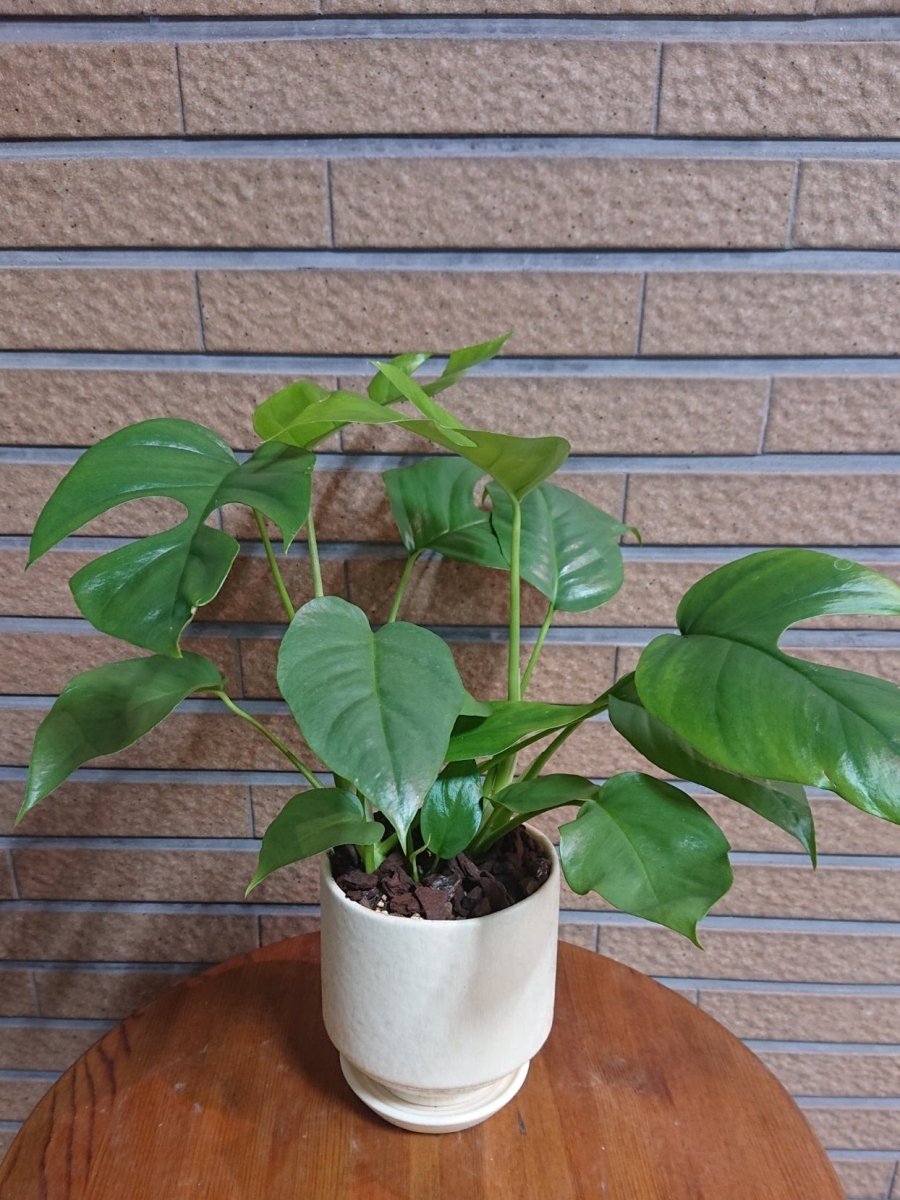 ヒメモンステラ 陶器鉢入 - 名古屋園芸