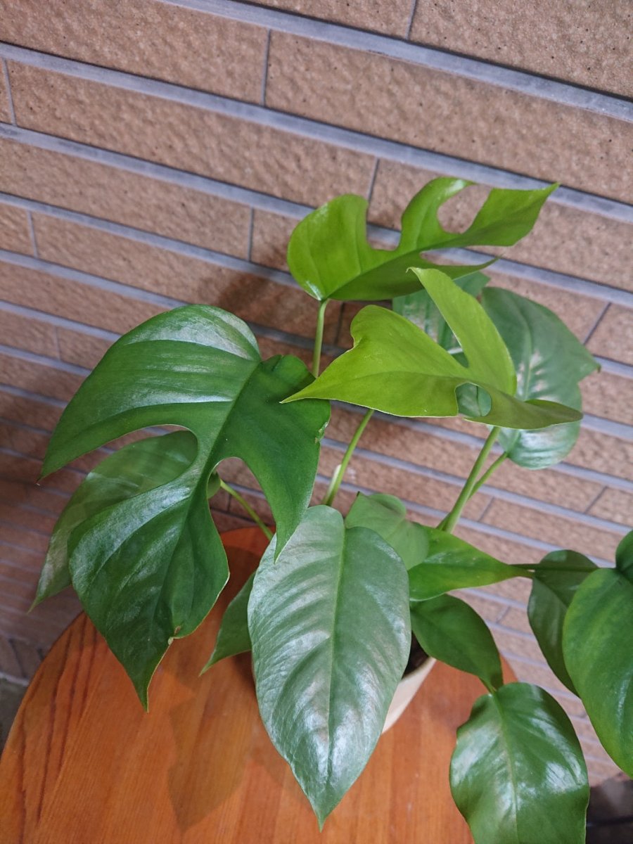 ヒメモンステラ 陶器鉢入 - 名古屋園芸