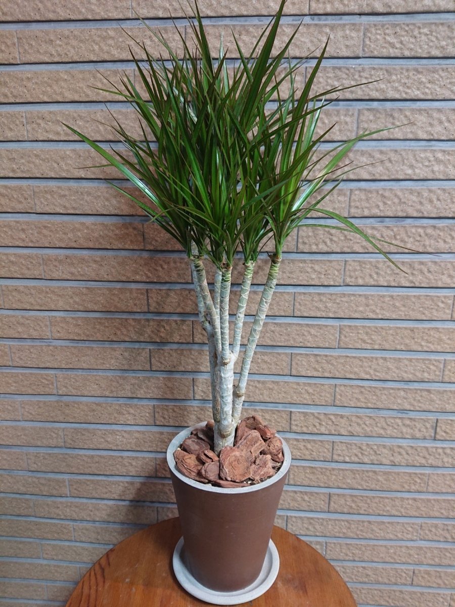 ドラセネ ’コンシンナ’ 陶器鉢入 - 名古屋園芸