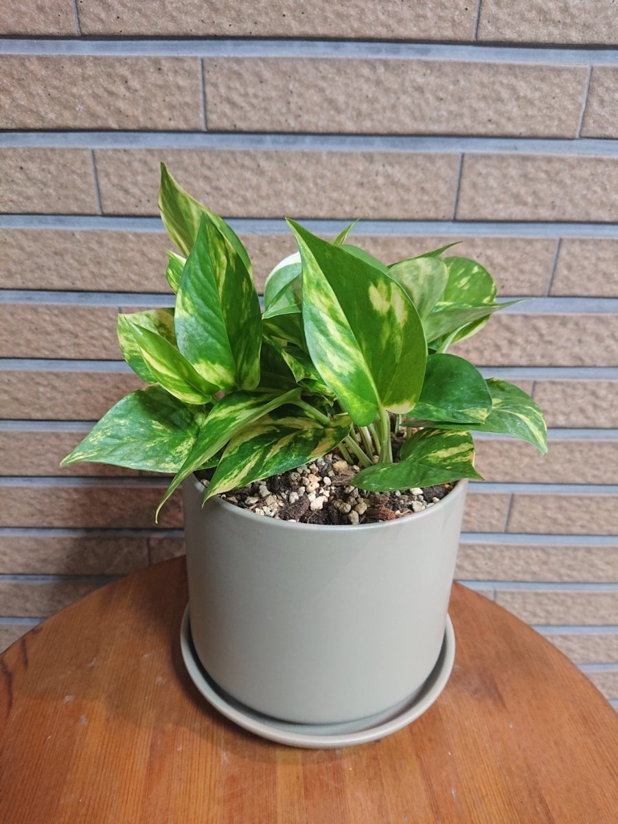 ポトス ’ゴールデン’ 陶器鉢入 - 名古屋園芸