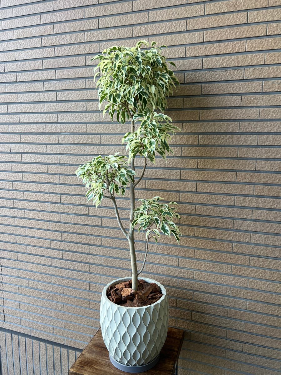 フィカス　ベンジャミナ　スターライト白陶器鉢　皿付　 - 名古屋園芸