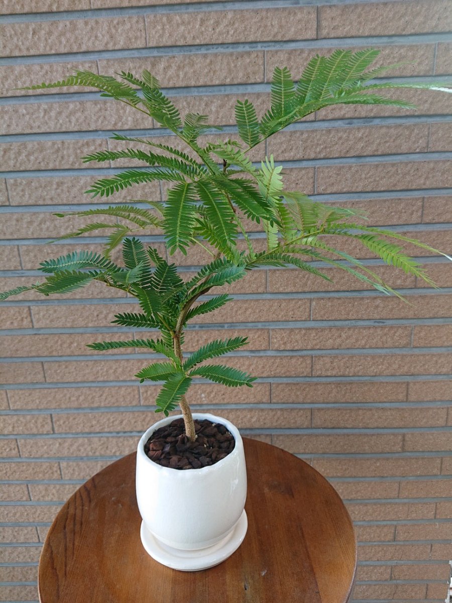 アカサヤネムノキ ’エバーフレッシュ’ 陶器鉢入 - 名古屋園芸