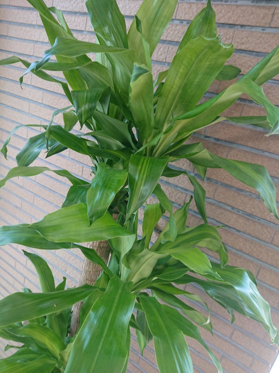 ドラセナ マッサンゲアナ　陶器鉢入 - 名古屋園芸