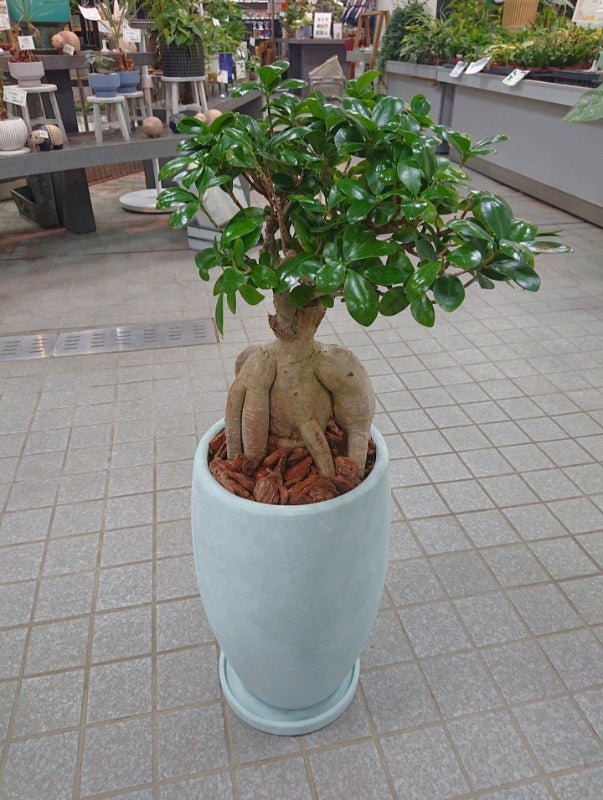 ガジュマル陶器鉢入 - 名古屋園芸