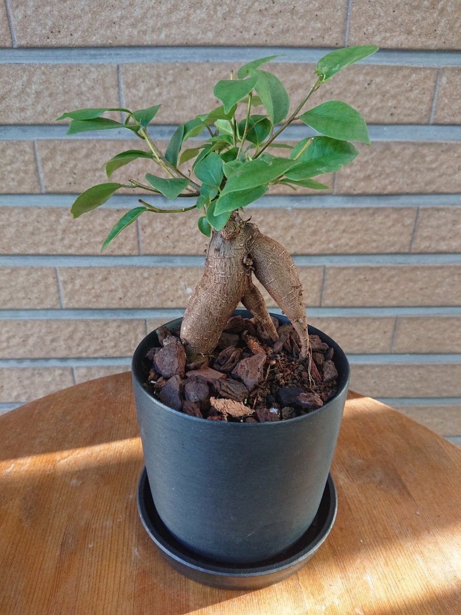 ガジュマル リサイクルプラスチック鉢入(ブラック) - 名古屋園芸
