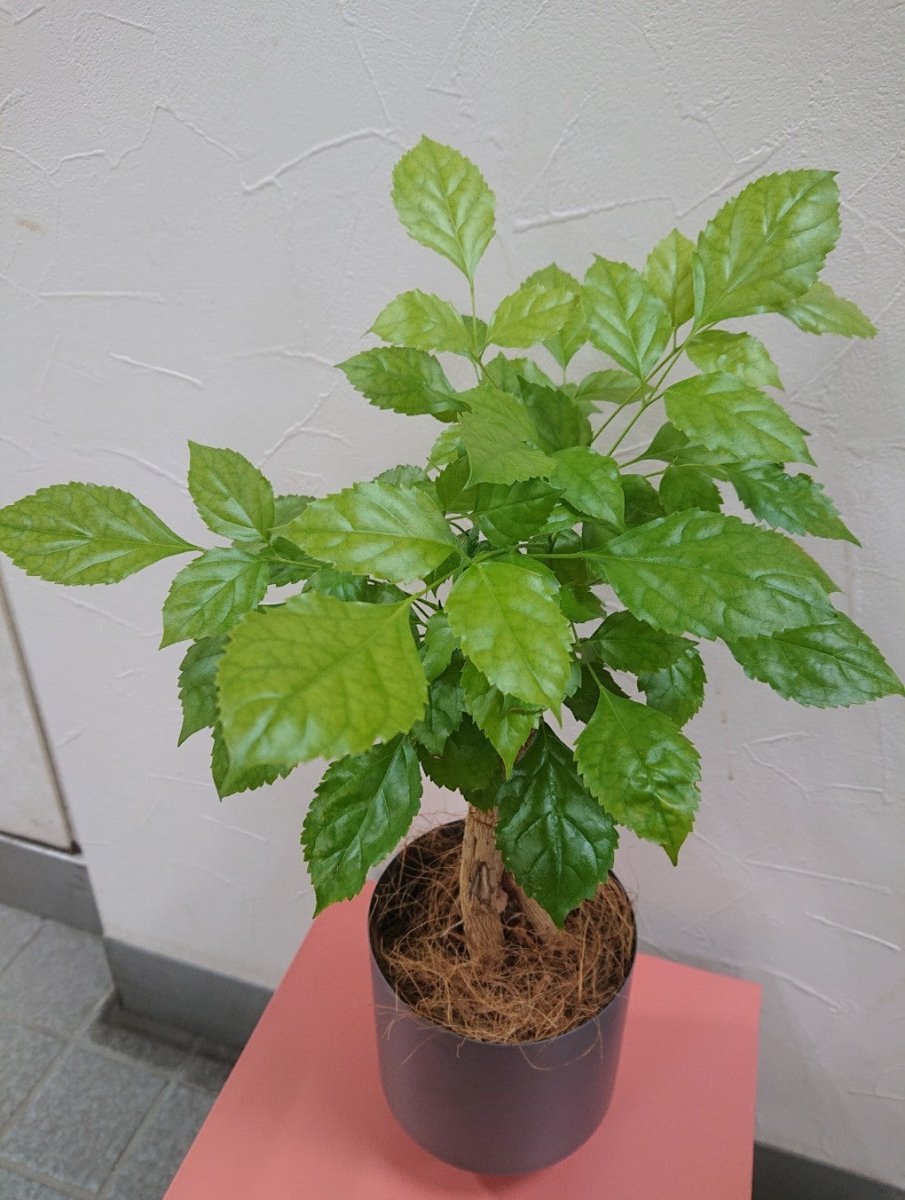 ヘテロパナックス鉢カバー付 - 名古屋園芸