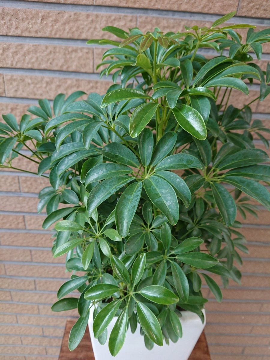 シェフレラ'コンパクタ'陶器鉢 皿付 - 名古屋園芸