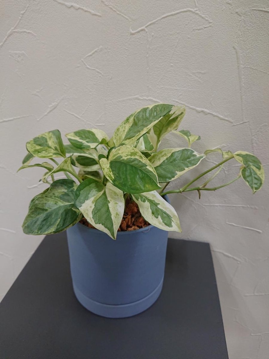 卓上用観葉植物